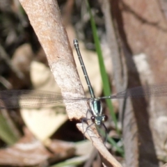 Austroargiolestes sp. (genus) at Borough, NSW - suppressed