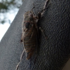 Atrapsalta sp. (genus) (Unidentified bark squeaker) at Borough, NSW - 28 Oct 2019 by Paul4K