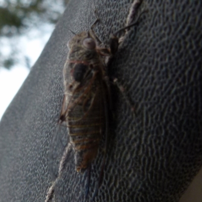 Atrapsalta sp. (genus) (Unidentified bark squeaker) at Borough, NSW - 28 Oct 2019 by Paul4K