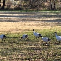 Threskiornis molucca (Australian White Ibis) at Melba, ACT - 20 Jul 2024 by kasiaaus