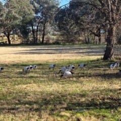 Threskiornis molucca at Melba, ACT - 21 Jul 2024