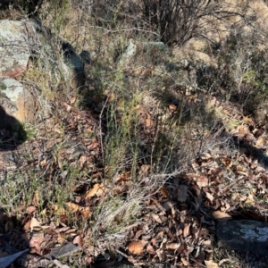 Discaria pubescens at Greenway, ACT - 18 Jul 2024