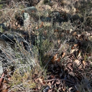 Discaria pubescens at Greenway, ACT - 18 Jul 2024