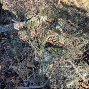 Discaria pubescens at Greenway, ACT - 18 Jul 2024