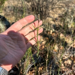 Discaria pubescens at Greenway, ACT - 18 Jul 2024