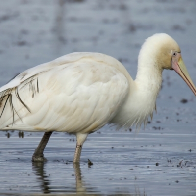 Platalea flavipes (Yellow-billed Spoonbill) at Winton North, VIC - 15 Jul 2024 by jb2602