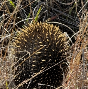 Tachyglossus aculeatus at Yarralumla, ACT - 21 Jul 2024