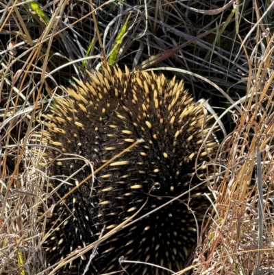 Tachyglossus aculeatus (Short-beaked Echidna) at Yarralumla, ACT - 21 Jul 2024 by Jubeyjubes