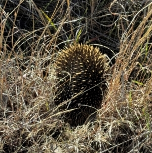 Tachyglossus aculeatus at Yarralumla, ACT - 21 Jul 2024