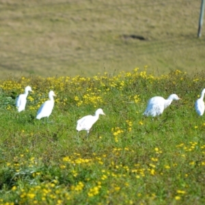 Bubulcus coromandus at Jamberoo, NSW - 21 Jul 2024