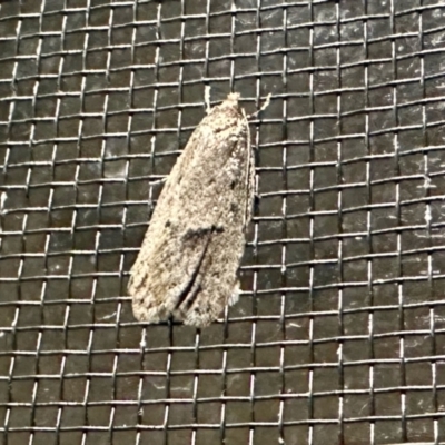 Chezala privatella (A Concealer moth) at Black Range, NSW - 19 Jul 2024 by KMcCue