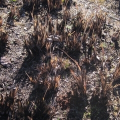 Themeda triandra (Kangaroo Grass) at Latham, ACT - 1 Jul 2024 by pinnaCLE
