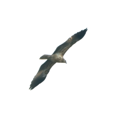 Haliastur sphenurus (Whistling Kite) at Chesney Vale, VIC - 15 Jul 2024 by jb2602