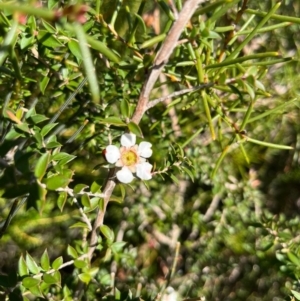 Leptospermum squarrosum at Jervis Bay, JBT - 20 Jul 2024