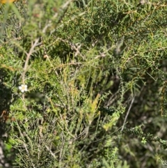 Leptospermum squarrosum at Jervis Bay, JBT - 20 Jul 2024