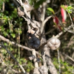 Leptospermum squarrosum at Jervis Bay, JBT - 20 Jul 2024