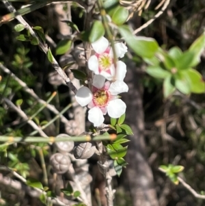 Leptospermum squarrosum at Jervis Bay, JBT - 20 Jul 2024