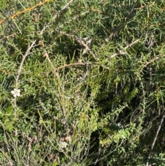 Leptospermum squarrosum at Jervis Bay, JBT - 20 Jul 2024