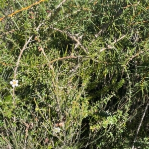 Leptospermum squarrosum at Jervis Bay, JBT - 20 Jul 2024