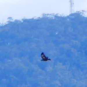 Aquila audax at Cotter River, ACT - 21 Jul 2024