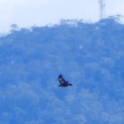 Aquila audax (Wedge-tailed Eagle) at Cotter River, ACT - 21 Jul 2024 by MB
