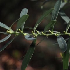 Philotheca trachyphylla (Rock Waxflower) at Dalmeny, NSW - 19 Jul 2024 by Bushrevival