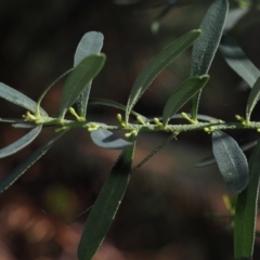 Philotheca trachyphylla (Rock Waxflower) at Dalmeny, NSW - 20 Jul 2024 by Bushrevival