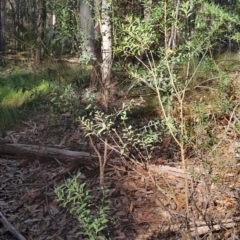 Philotheca trachyphylla at Dalmeny, NSW - 20 Jul 2024