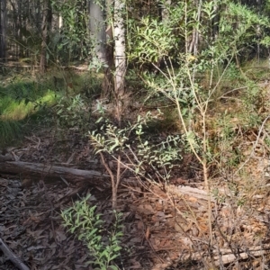 Philotheca trachyphylla at Dalmeny, NSW - 20 Jul 2024