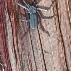 Morebilus plagusius (Major Flatrock Spider) at Tuross Head, NSW - 21 Jul 2024 by Bowyer