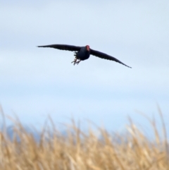 Porphyrio melanotus (Australasian Swamphen) at Winton Wetlands - 15 Jul 2024 by jb2602