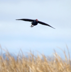 Porphyrio melanotus (Australasian Swamphen) at Winton North, VIC - 15 Jul 2024 by jb2602