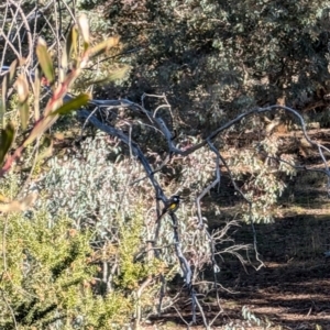 Phylidonyris novaehollandiae at Fyshwick, ACT - 21 Jul 2024