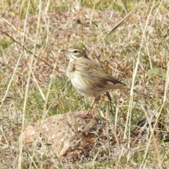 Anthus australis (Australian Pipit) at Kambah, ACT - 21 Jul 2024 by HelenCross