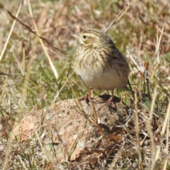 Anthus australis at Kambah, ACT - 21 Jul 2024 11:55 AM