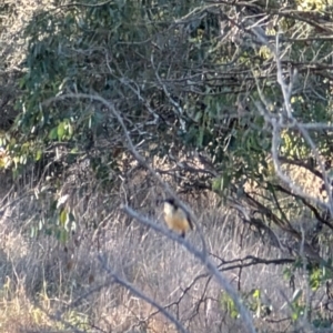 Acanthorhynchus tenuirostris at Fyshwick, ACT - 21 Jul 2024