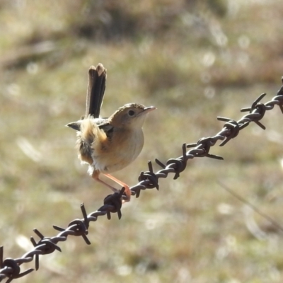 Cisticola exilis (Golden-headed Cisticola) at Kambah, ACT - 21 Jul 2024 by HelenCross