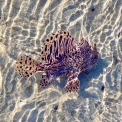 Antennarius striatus (Striate Anglerfish) at Dalmeny, NSW - 13 Jul 2024 by JonSteinbeck