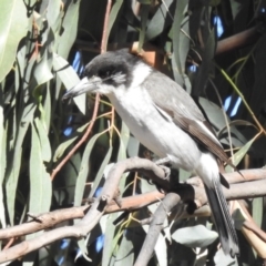 Cracticus torquatus (Grey Butcherbird) at Kambah, ACT - 21 Jul 2024 by HelenCross