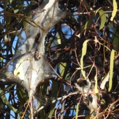 Delias harpalyce (Imperial Jezebel) at Kambah, ACT - 21 Jul 2024 by HelenCross