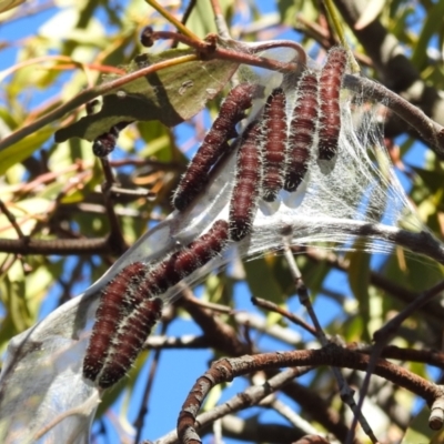 Delias harpalyce (Imperial Jezebel) at Kambah, ACT - 21 Jul 2024 by HelenCross