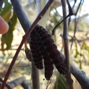 Delias harpalyce at Kambah, ACT - 21 Jul 2024 01:13 PM