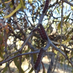 Delias harpalyce at Kambah, ACT - 21 Jul 2024 01:13 PM