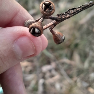 Eucalyptus bridgesiana (Apple Box) at Hackett, ACT - 21 Jul 2024 by Venture