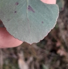 Eucalyptus bridgesiana at Hackett, ACT - 21 Jul 2024