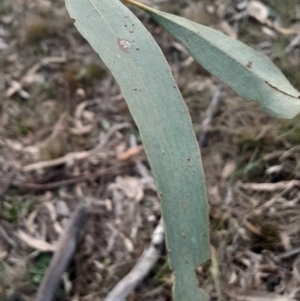 Eucalyptus bridgesiana at Hackett, ACT - 21 Jul 2024 04:41 PM