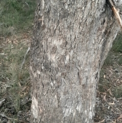 Eucalyptus bridgesiana at Hackett, ACT - 21 Jul 2024 04:41 PM