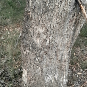 Eucalyptus bridgesiana at Hackett, ACT - 21 Jul 2024