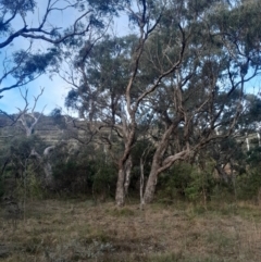 Eucalyptus bridgesiana at Hackett, ACT - 21 Jul 2024 04:41 PM