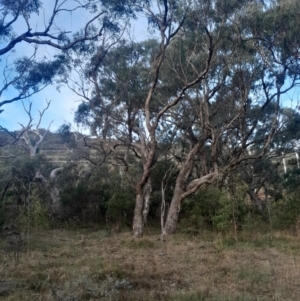 Eucalyptus bridgesiana at Hackett, ACT - 21 Jul 2024 04:41 PM